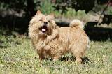 NORWICH TERRIER 046